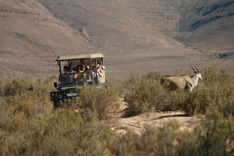 Aquila Reserve: Private Day Tour with Shared Game Drive - The long road from Cape Town to Aquila