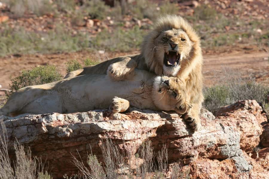 Aquila Reserve: Private Day Tour with Shared Game Drive - The 2 to 3-hour shared 4x4 drive