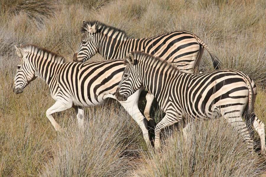 Aquila Reserve: Private Day Tour with Shared Game Drive - Buffet lunch, pool time, and Tranquila Spa