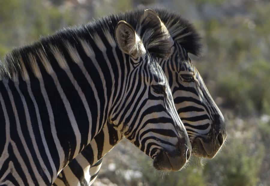 Aquila Reserve: Private Day Tour with Shared Game Drive - Is $308 a good value?