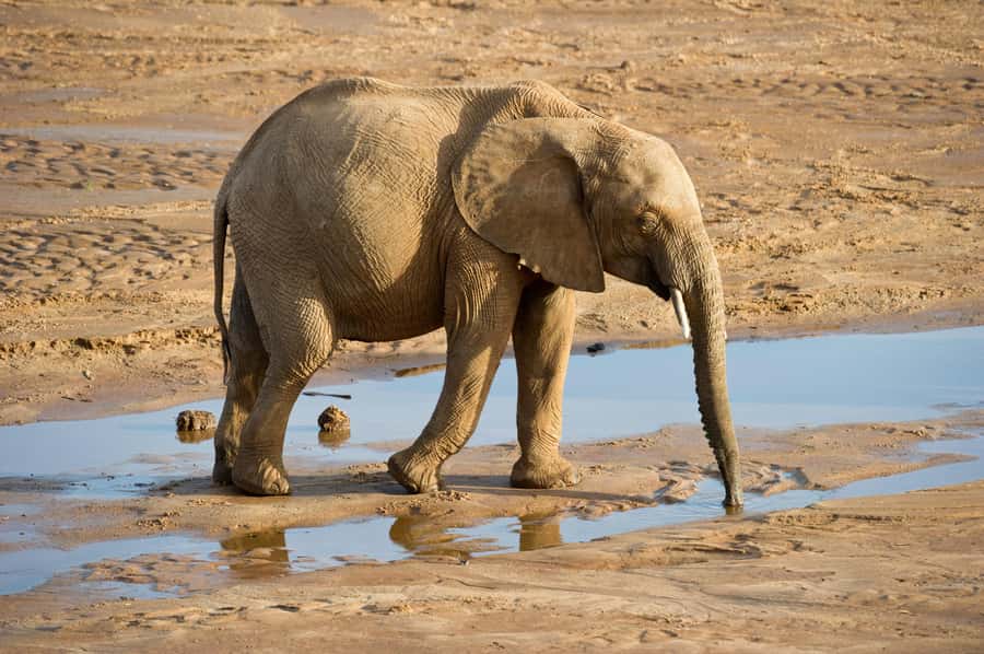 Aquila Reserve: Private Day Tour with Shared Game Drive - Who should choose this Aquila day trip?