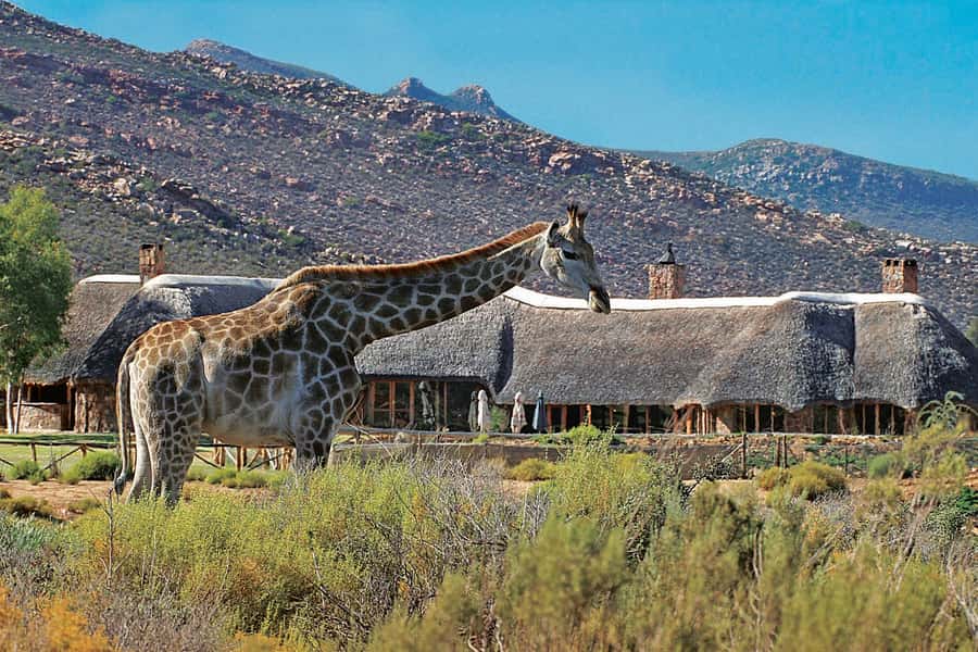 Aquila Reserve: Private Day Tour with Shared Game Drive - Welcome drink and buffet breakfast