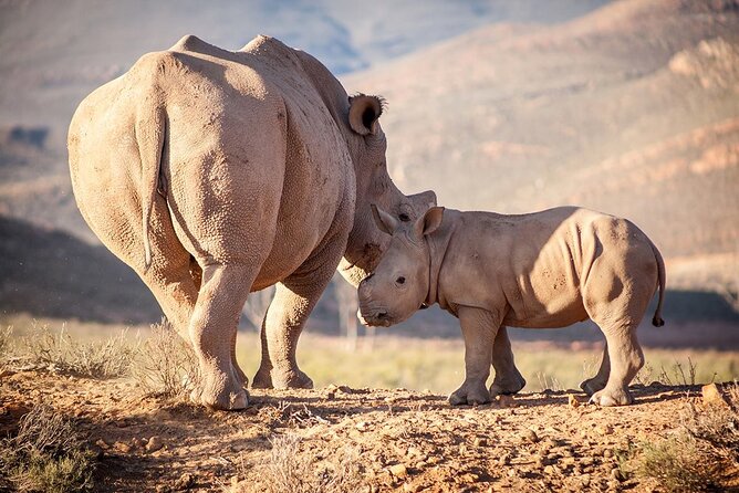 Aquila Reserve Safari with Lunch and Wine Tasting - Two to three hours in an open 4x4