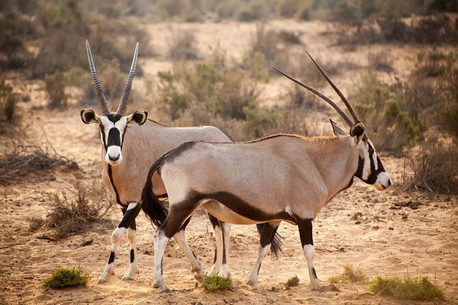 Aquila Reserve Safari with Lunch and Wine Tasting - How the timing really works