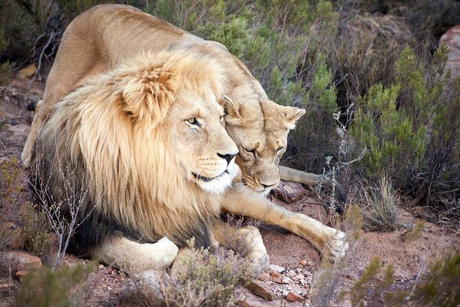 Aquila Reserve Safari with Lunch and Wine Tasting - Booking details worth checking first