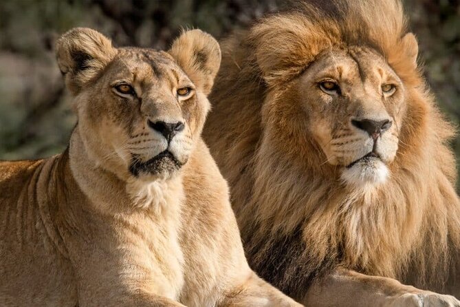Aquila Reserve Safari with Lunch and Wine Tasting - Fairview wine and cheese before the reserve