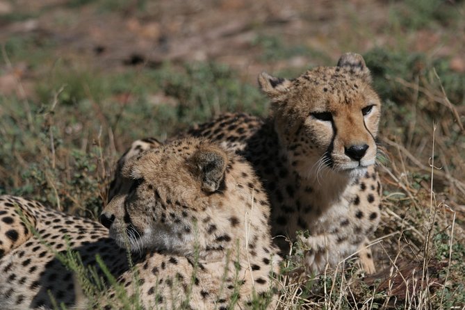 Aquila Safari Game Drive, Lunch & Shared Transfers from Cape Town - Why Aquila works as a Cape Town day trip