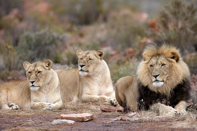 Aquila Safari Game Drive, Lunch & Shared Transfers from Cape Town - The morning pickup and the road to the Little Karoo