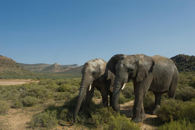 Aquila Safari Game Drive, Lunch & Shared Transfers from Cape Town - The drivers are a major part of the experience