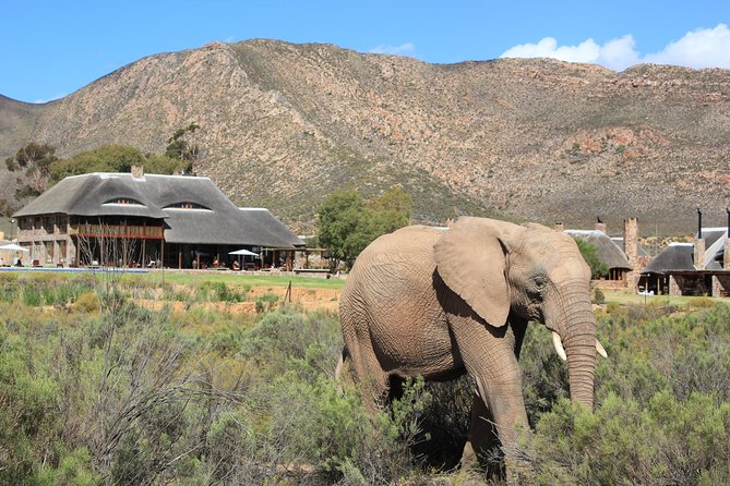 Aquila Safari Game Drive, Lunch & Shared Transfers from Cape Town - Is the $258.89 price fair?