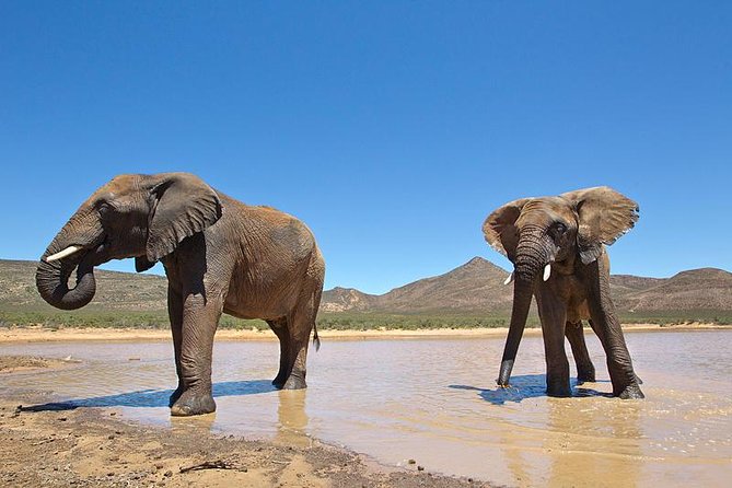 Aquila Safari Game Drive, Lunch & Shared Transfers from Cape Town - What the 4x4 game drive is like