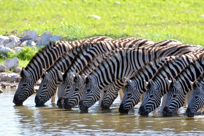 Aquila Safari Game Drive Lunch & Transfers from Cape Town - A Cape Town safari without a domestic flight