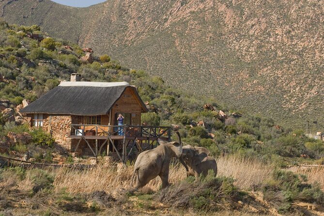Aquila Safari Game Drive Lunch & Transfers from Cape Town - Is the $239.46 price fair?