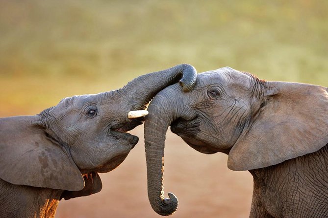 Aquila Safari Game Tour (Groups) - Key points to know before booking