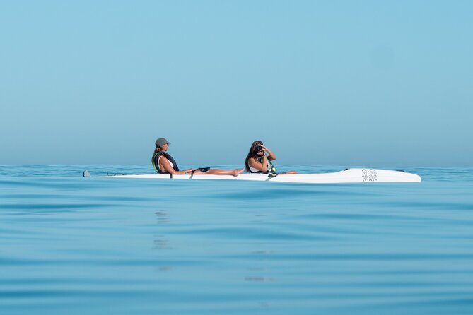 Atlantic Outlook Kayak Tour Cape Town - Wildlife is the bonus you cannot schedule