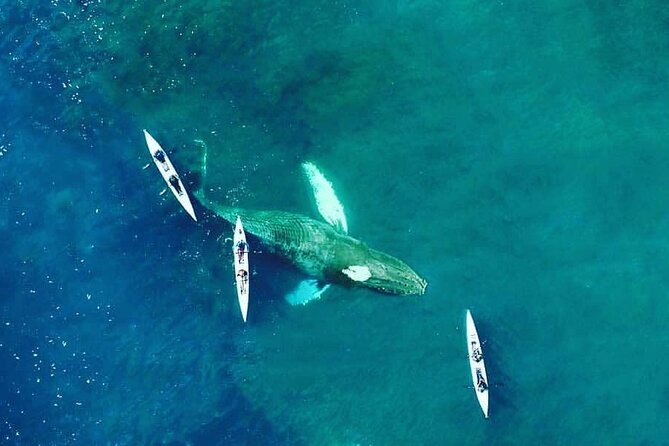 Atlantic Outlook Kayak Tour Cape Town - Who will enjoy this Cape Town kayak trip