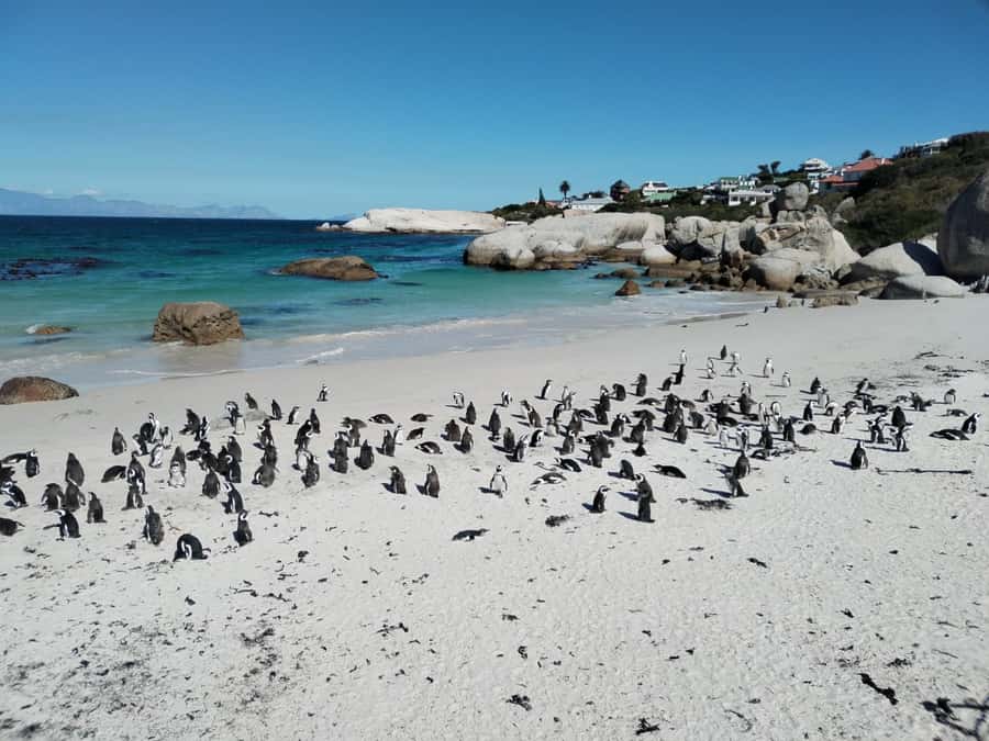 Beach Day at Boulder's Beach & Penguin watching, Half Day - A coastal route built around Boulders Beach