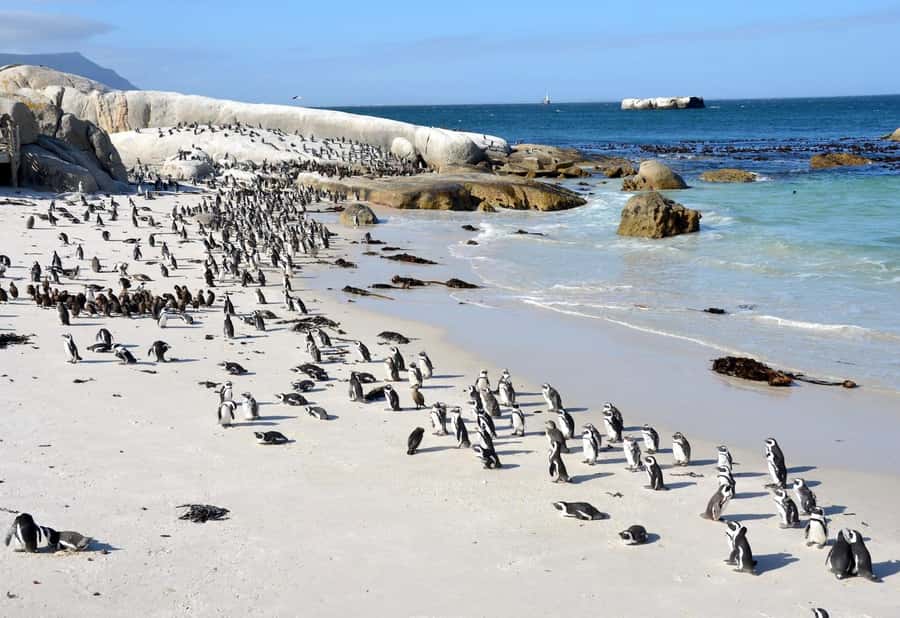 Beach Day at Boulder's Beach & Penguin watching, Half Day - How the $36 price compares with the experience