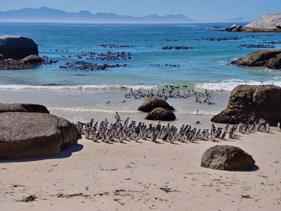 Beach Day at Boulder's Beach & Penguin watching, Half Day - Maiden’s Cove and the wide Camps Bay view