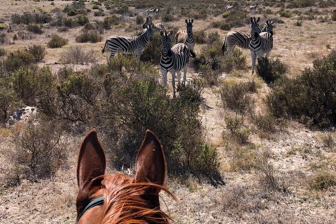 Beach Horse Ride in Yzerfontein, Western Cape - Price and overall value at $37.50