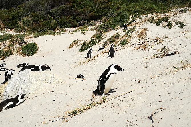 Best of the Cape Full Day Private Tour - Noordhoek Farm Village is the practical pause