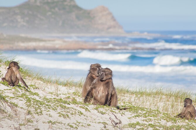Best of The Cape Full Day Private Tour with Table Mountain - Camps Bay adds beach views and Twelve Apostles scenery