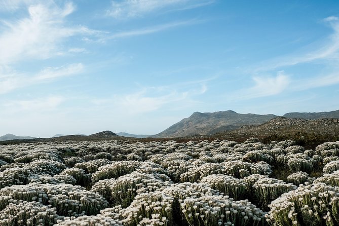 Best of the Cape Peninsula Private Tour - Cape Point and its two lighthouse views