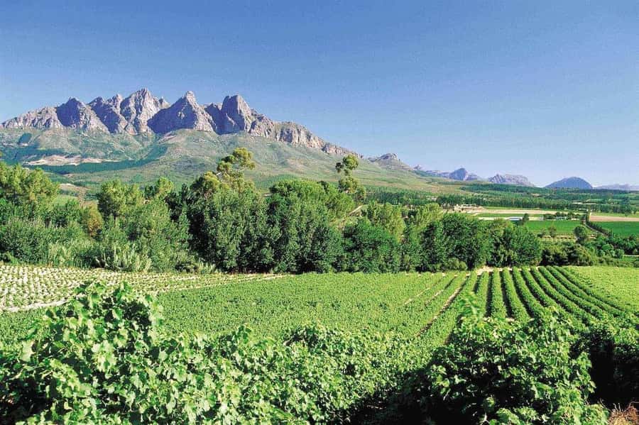 Best of the Cape Peninsula & Wine Route with Wine Tasting - Chapman’s Peak puts the road itself on the itinerary