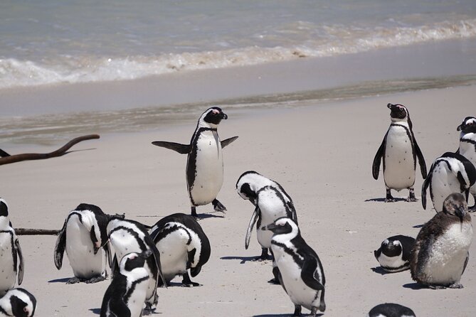 Best of the Cape Private full day tour - Why this private Cape Town route works
