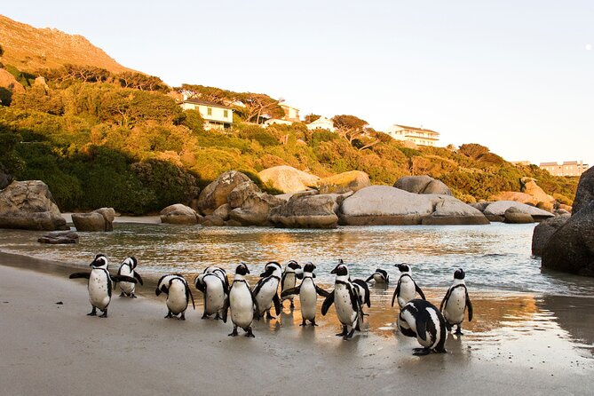 Best of the Cape Private full day tour - Maiden’s Cove is a quick Atlantic coast pause