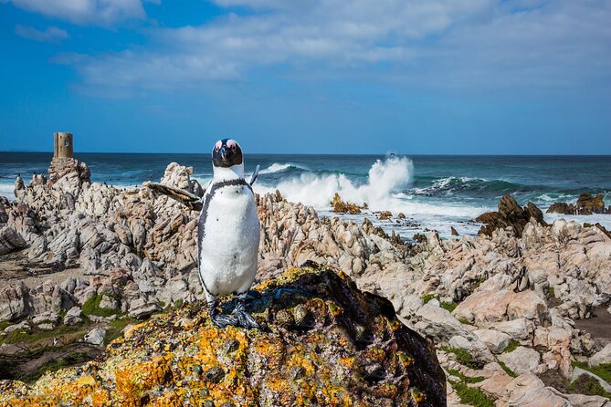 Best of the Cape Private full day tour - Cape Point offers the classic lighthouse view
