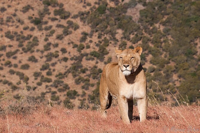 Big 5 Aquila Safari Full Day Tour and Lunch - What the 4x4 game drive is like