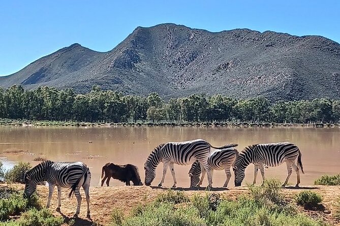 Big 5 Aquila Safari Full Day Tour and Lunch - The managed setting and its tradeoffs