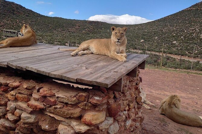 Big 5 Aquila Safari Full Day Tour and Lunch - Who should choose this day trip