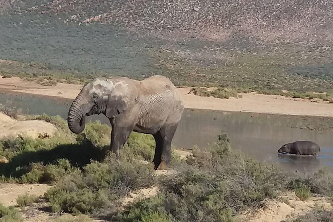 Big 5 Full Day Safari Aquila Lunch plus Breakfast From Cape Town - Why Aquila Works for a Cape Town Safari Day