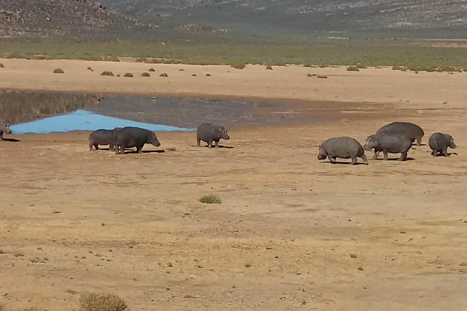 Big 5 Full Day Safari Aquila Lunch plus Breakfast From Cape Town - Up to Three Hours Looking for the Big Five
