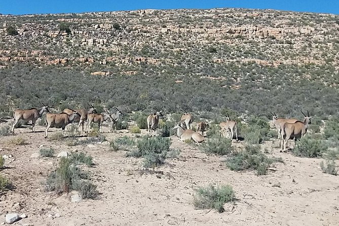 Big 5 Full Day Safari Aquila Lunch plus Breakfast From Cape Town - Lunch and the Road Back to Cape Town