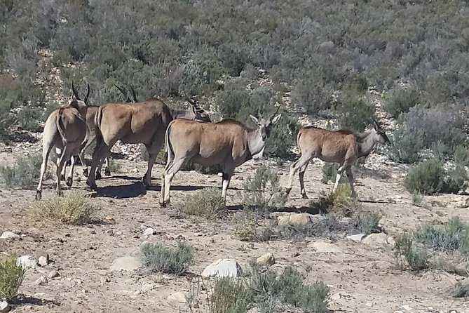 Big 5 Full Day Safari Aquila Lunch plus Breakfast From Cape Town - Who Should Book This Safari?