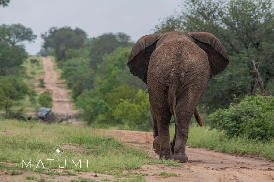 Big 5 Safari Am or Pm - Why the $74 price offers solid value