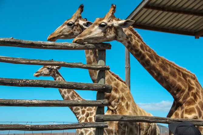 Big 5 Safari Aquila Full Day Private Return From Cape Town - What the Aquila game drive is really like