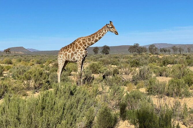 Big 5 Safari Aquila Full Day Private Return From Cape Town - Who should choose this Aquila day trip?