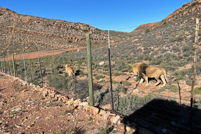 Big 5 Safari Aquila Full Day Private Return From Cape Town - A short pause in Paarl