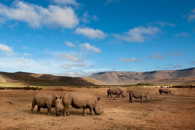 Big 5 Safari One Day Tour - Why this safari works from Cape Town