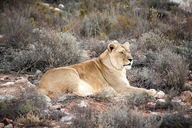 Big 5 Safari One Day Tour - Lunch, facilities, and the rhythm of the day