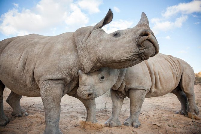 Big 5 Safari One Day Tour - Group size and the value of $227.99
