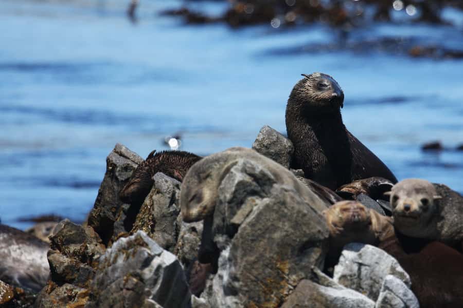 Big 5 Sea Safari Boat Ride of Gansbaai or Walker Bay - Key points to know before you go