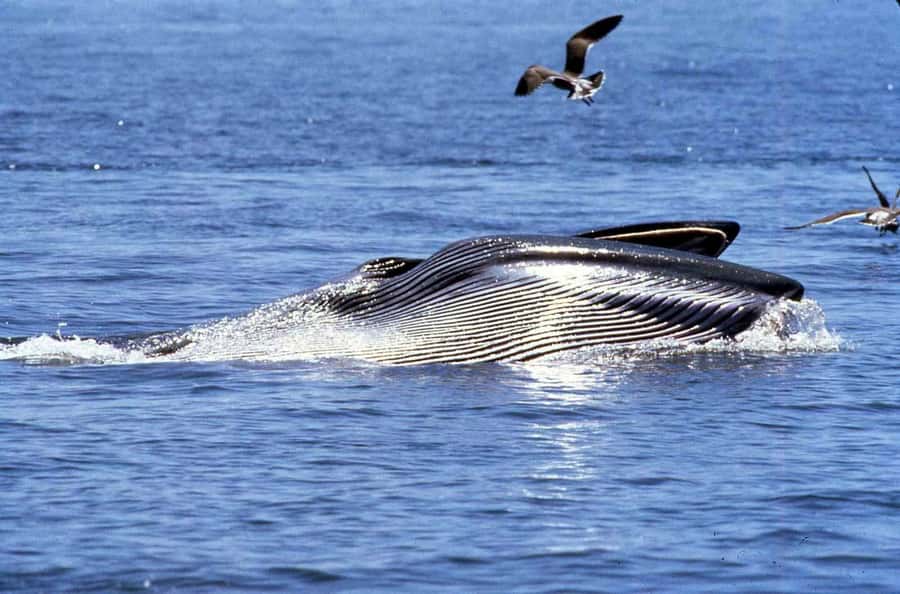 Big 5 Sea Safari Boat Ride of Gansbaai or Walker Bay - Leaving Gansbaai Harbor for the open bay