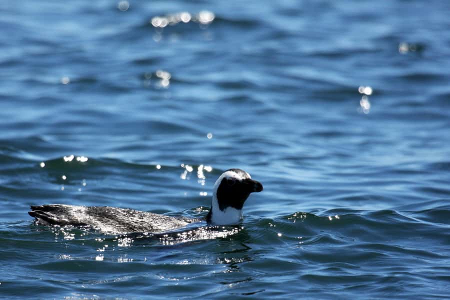 Big 5 Sea Safari Boat Ride of Gansbaai or Walker Bay - The cliffs of De Kelders and De Platt Beach