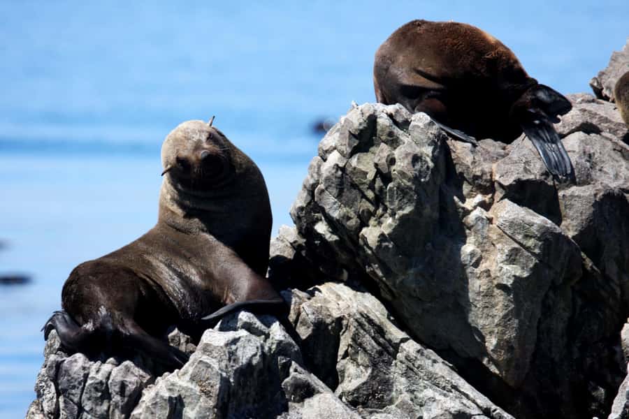 Big 5 Sea Safari Boat Ride of Gansbaai or Walker Bay - Danger Point and the story behind the water