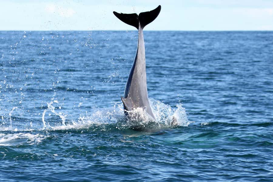 Big 5 Sea Safari Boat Ride of Gansbaai or Walker Bay - How the guide and crew shape the experience